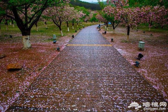 国内这9个樱花胜地比东京樱花美百倍[墙根网]