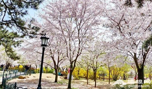 国内这9个樱花胜地比东京樱花美百倍[墙根网]