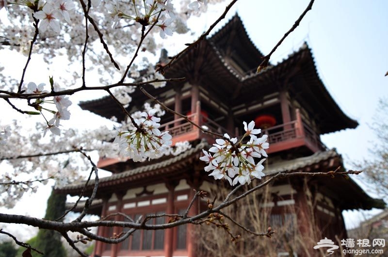 国内这9个樱花胜地比东京樱花美百倍[墙根网]