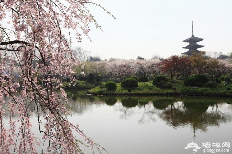 国内这9个樱花胜地比东京樱花美百倍[墙根网]