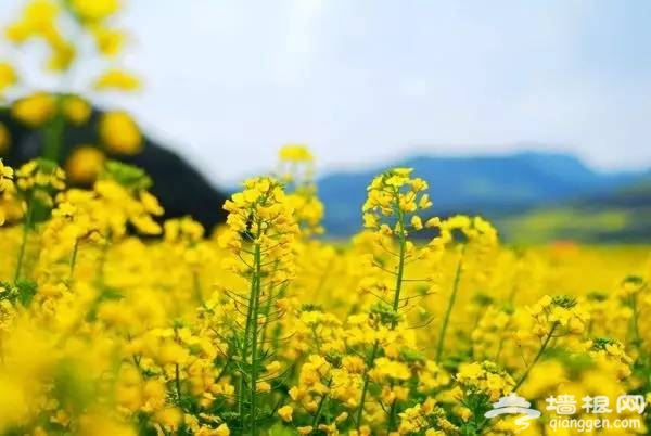 油菜花花期提前半个月啦！47个赏花地周末赶紧约！[墙根网]