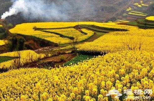 油菜花花期提前半个月啦！47个赏花地周末赶紧约！[墙根网]