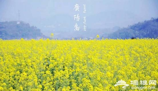 油菜花花期提前半个月啦！47个赏花地周末赶紧约！[墙根网]