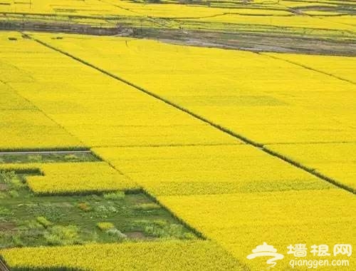 油菜花花期提前半个月啦！47个赏花地周末赶紧约！[墙根网]