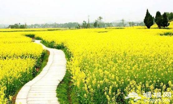 油菜花花期提前半个月啦！47个赏花地周末赶紧约！[墙根网]