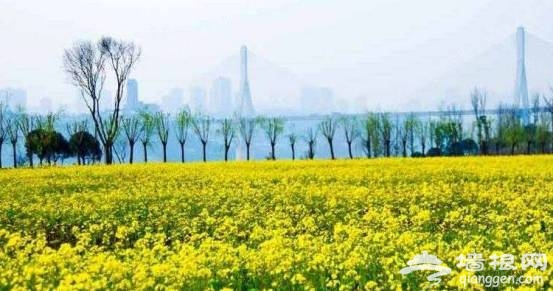 油菜花花期提前半个月啦！47个赏花地周末赶紧约！[墙根网]
