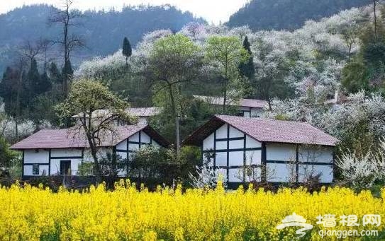 油菜花花期提前半个月啦！47个赏花地周末赶紧约！[墙根网]
