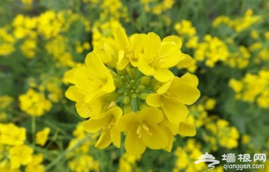 油菜花花期提前半个月啦！47个赏花地周末赶紧约！[墙根网]