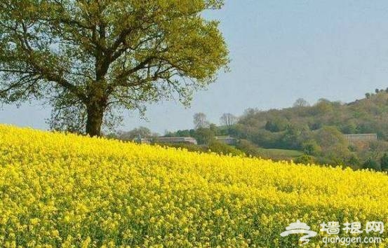 油菜花花期提前半个月啦！47个赏花地周末赶紧约！[墙根网]