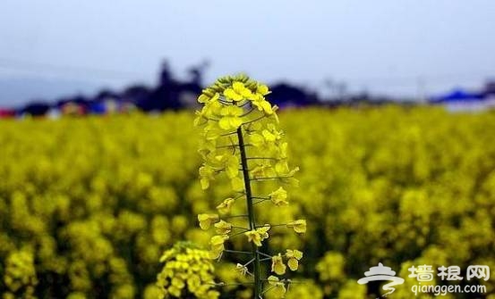 油菜花花期提前半个月啦！47个赏花地周末赶紧约！[墙根网]
