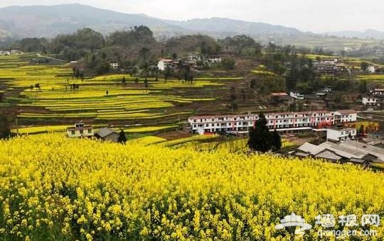 油菜花花期提前半个月啦！47个赏花地周末赶紧约！[墙根网]