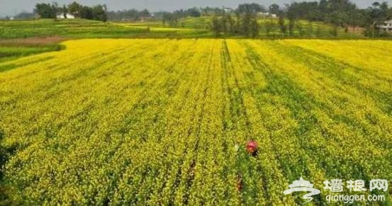 油菜花花期提前半个月啦！47个赏花地周末赶紧约！[墙根网]