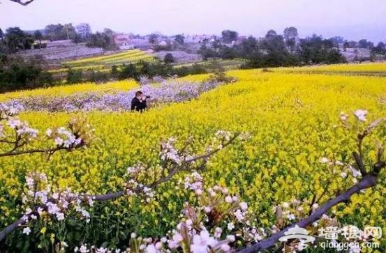 油菜花花期提前半个月啦！47个赏花地周末赶紧约！[墙根网]