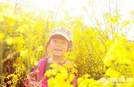 油菜花花期提前半个月啦！47个赏花地周末赶紧约！[墙根网]