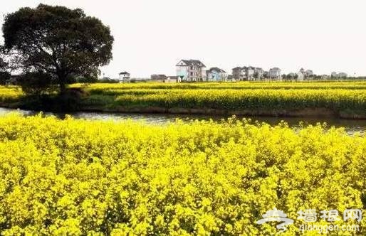 油菜花花期提前半个月啦！47个赏花地周末赶紧约！[墙根网]