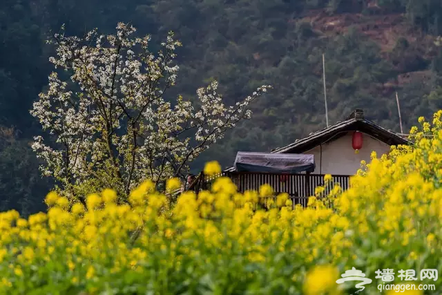 不去这10个美景地 就真的辜负了春天![墙根网]