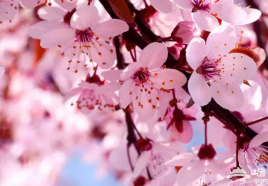 3月，这7大花海美哭了！