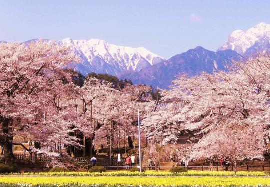 国内这9个樱花胜地比东京樱花美百倍