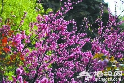阳春三月花开成海 未来3个月河北最美赏花处[墙根网]