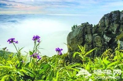 阳春三月花开成海 未来3个月河北最美赏花处[墙根网]