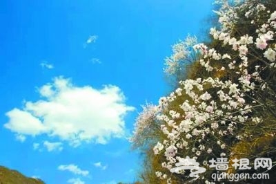 阳春三月花开成海 未来3个月河北最美赏花处[墙根网]