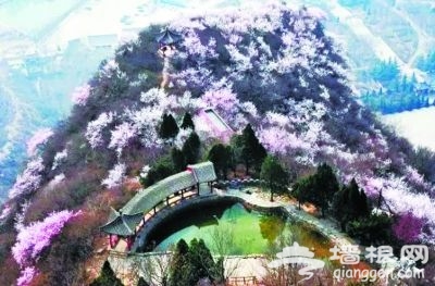 阳春三月花开成海 未来3个月河北最美赏花处[墙根网]