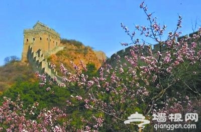 阳春三月花开成海 未来3个月河北最美赏花处[墙根网]