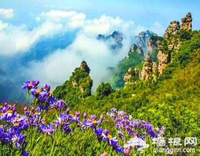 阳春三月花开成海 未来3个月河北最美赏花处[墙根网]