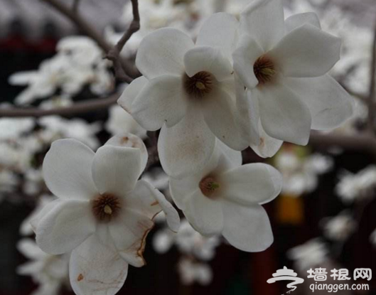 三月 看遍京城最美的玉兰花