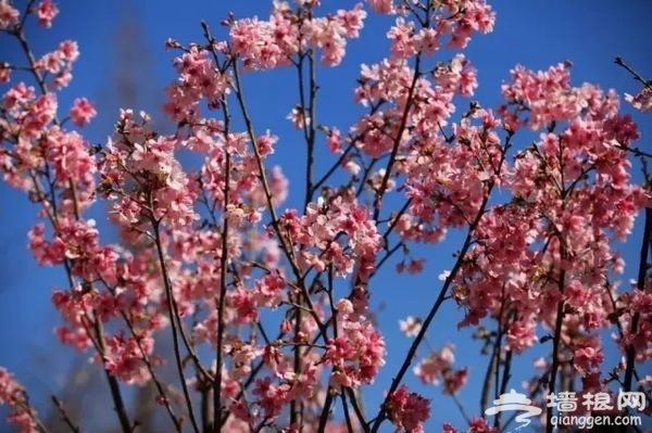 春光无限好 花海袭京城 带上瓜子瞧瞧这些妖艳好物[墙根网]