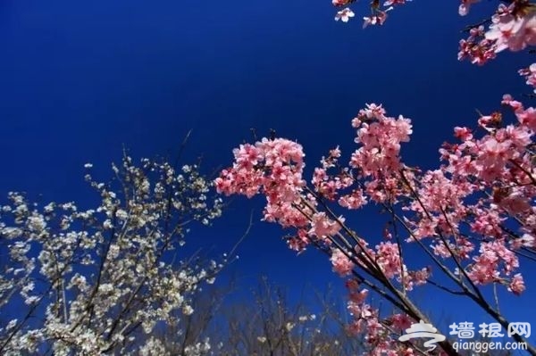 春光无限好 花海袭京城 带上瓜子瞧瞧这些妖艳好物[墙根网]