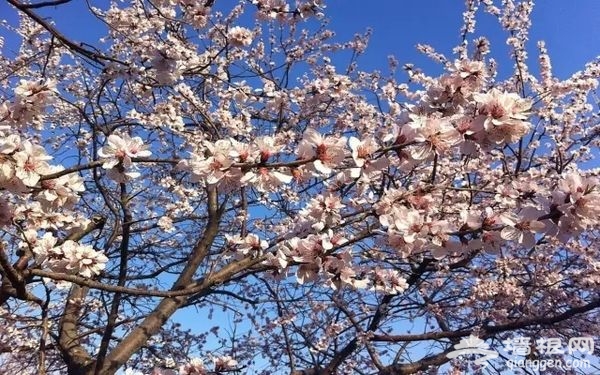 春光无限好 花海袭京城 带上瓜子瞧瞧这些妖艳好物[墙根网]