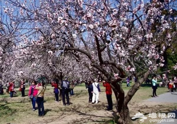 春光无限好 花海袭京城 带上瓜子瞧瞧这些妖艳好物[墙根网]