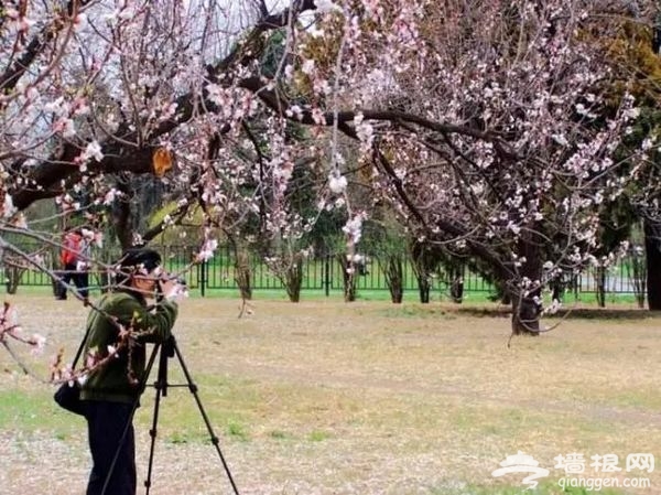 春光无限好 花海袭京城 带上瓜子瞧瞧这些妖艳好物[墙根网]