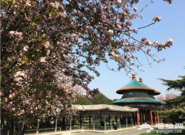 春光无限好 花海袭京城 带上瓜子瞧瞧这些妖艳好物[墙根网]