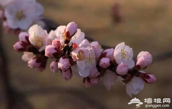 春光无限好 花海袭京城 带上瓜子瞧瞧这些妖艳好物[墙根网]
