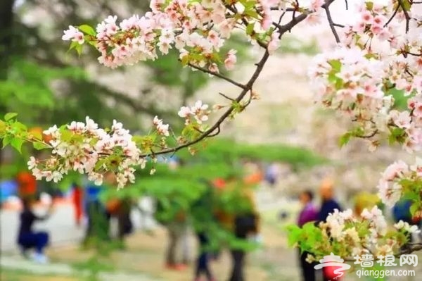 春光无限好 花海袭京城 带上瓜子瞧瞧这些妖艳好物[墙根网]