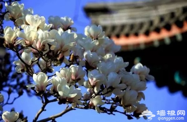 春光无限好 花海袭京城 带上瓜子瞧瞧这些妖艳好物[墙根网]