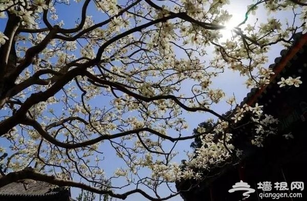 春光无限好 花海袭京城 带上瓜子瞧瞧这些妖艳好物[墙根网]