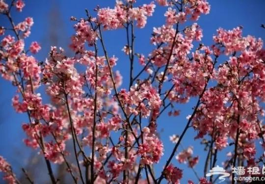 春光无限好 花海袭京城 带上瓜子瞧瞧这些妖艳好物