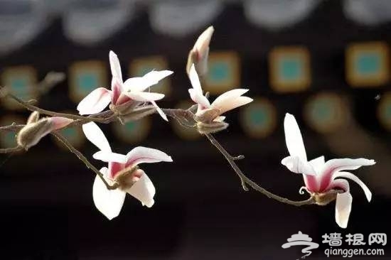 2017天津赏花时间表来了！赶紧收藏！[墙根网]