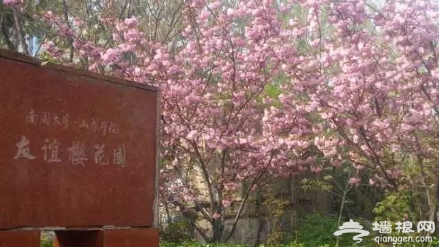 2017天津赏花时间表来了！赶紧收藏！[墙根网]
