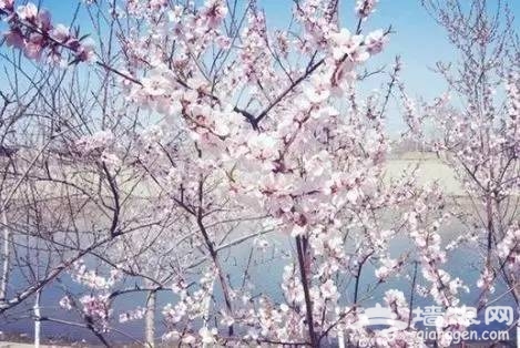 2017天津赏花时间表来了！赶紧收藏！[墙根网]