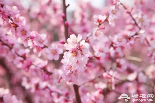 2017天津赏花时间表来了！赶紧收藏！[墙根网]