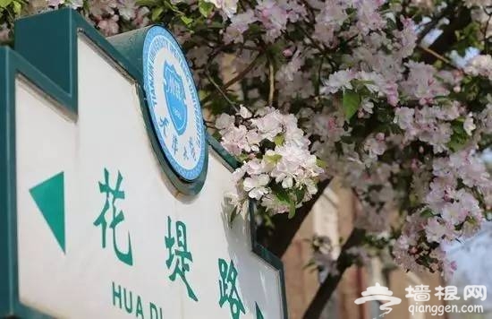 2017天津赏花时间表来了！赶紧收藏！[墙根网]