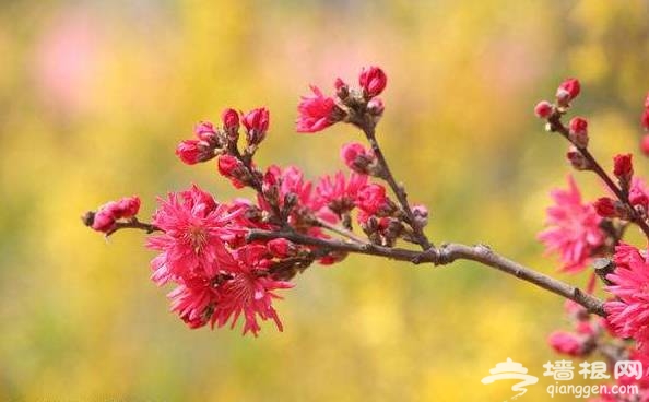 2017天津赏花时间表来了！赶紧收藏！[墙根网]