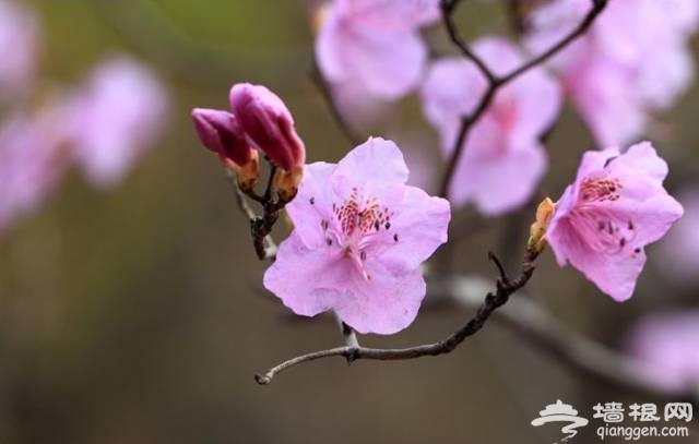 2017天津赏花时间表来了！赶紧收藏！[墙根网]