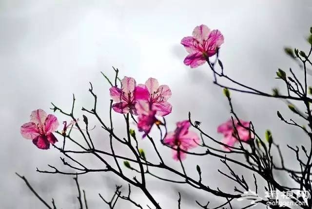 2017天津赏花时间表来了！赶紧收藏！[墙根网]