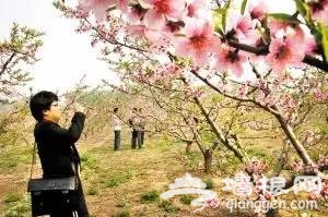 2017天津赏花时间表来了！赶紧收藏！[墙根网]