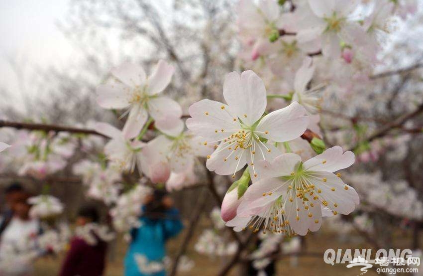 春暖花开了 2017年北京最全赏花攻略地图[墙根网]